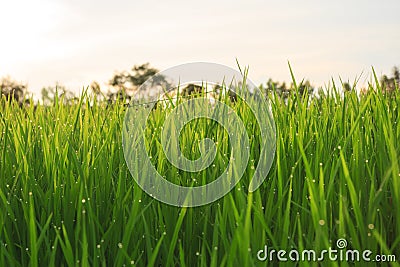 Organic rice field with dew drops Stock Photo