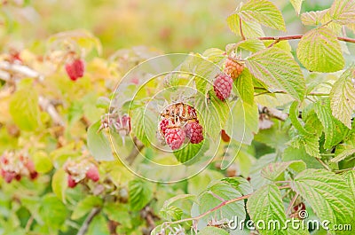 Organic ripe raspberry growing on tree in Washington, USA Stock Photo