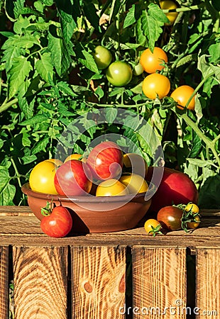 Organic ripe tomato. Various of tomatoes growing in the garden Stock Photo