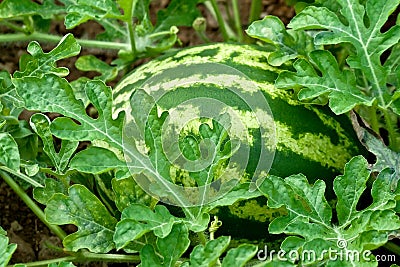 Organic Ripe Watermelon Stock Photo