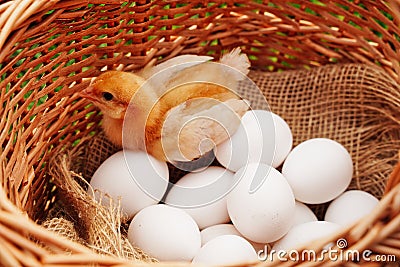 Organic rustic white chicken eggs close-up on natural cloth in a basket and yellow little chicken, organic food from the Stock Photo