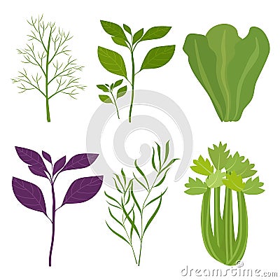 Organic salad greens. Basil, lettuce, dill, celery. Vector illustration isolated Vector Illustration