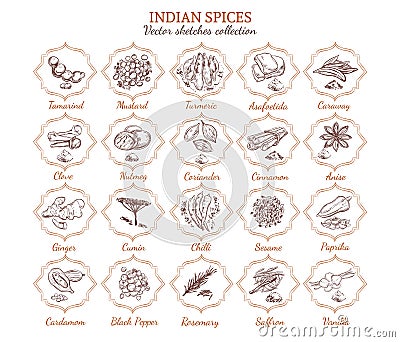 Organic Spices And Herbs Collection Vector Illustration