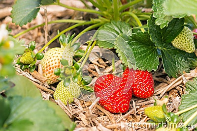 Organic strawberries growing on straw in garden Stock Photo