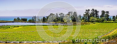 Organic strawberry field on the Pacific Ocean coast, near Santa Cruz, California Stock Photo