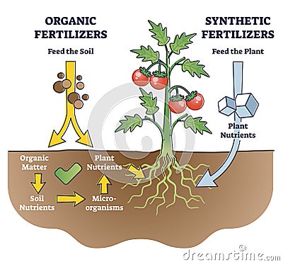 Organic and synthetic fertilizers with explained differences outline diagram Vector Illustration