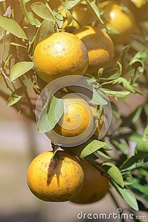 Organic tangerine ready for harvest Stock Photo