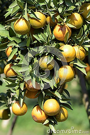 Organic tangerine ready for harvest Stock Photo