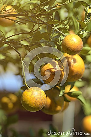 Organic tangerine ready for harvest Stock Photo