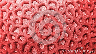 Organic texture of honeycomb coral Stock Photo