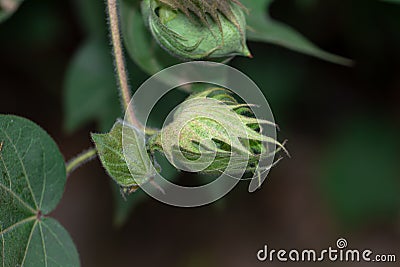 Organic Thai hybrid variety cotton crops or cotton flowers on the cotton crops in the cotton field india Stock Photo