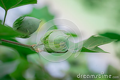 Organic Thai hybrid variety cotton fruits or cotton ball on the cotton crops in the cotton field india with blur background of Stock Photo
