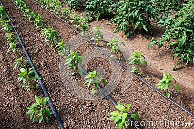 Organic tomato and pepper plants in a greenhouse and drip irrigation system Stock Photo