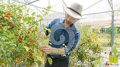 Organic tomatoes in her garden. Stock Photo