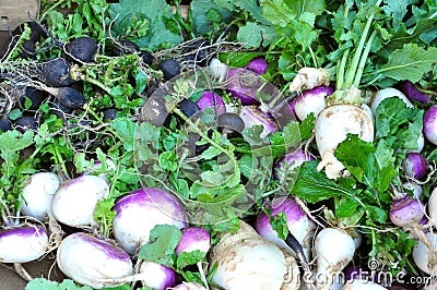 Organic vegetables in a market : turnips Stock Photo