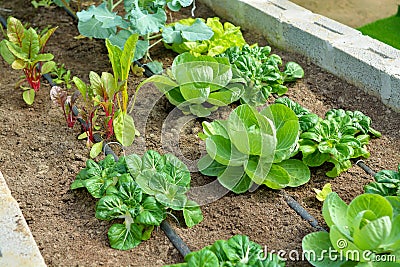 Organic vegetable garden with drip irrigation Stock Photo