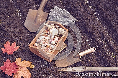 Organic vegetable garden in late summer. Autumn planting garlic in organic urban garden. Stock Photo