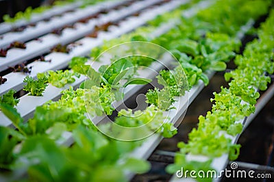 Healthy vegetables Organic vegetables Good for health, fresh vegetables Stock Photo