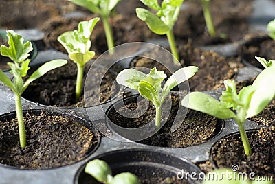 Organic vegetable seedlings Stock Photo