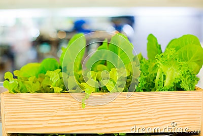 Organic vegetable in wooden pickup from growing farm. vegetables are fresh and clean Stock Photo