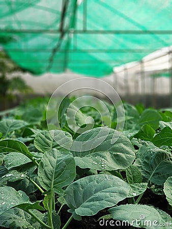 Organic Vegetables Stock Photo