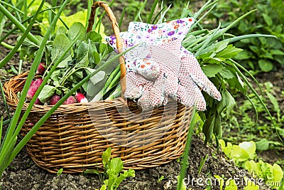 Organic vegetables basket.Gardening Stock Photo