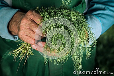 Organic vegetables. Fresh organic dill in the hands of farmers. Dill harvest, autumn harvest Stock Photo