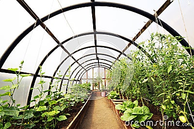 Organic vegetables in greenhouse interior Stock Photo