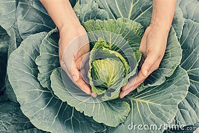 Organic vegetables in hands. Farmer holding and harvested fresh Stock Photo