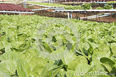 Organic vegetables hydro phonic Plantation Stock Photo