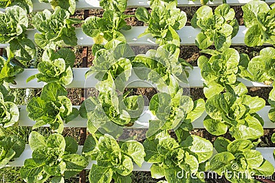 Organic vegetables hydro phonic Plantation Stock Photo