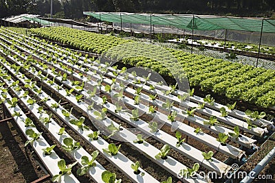 Organic vegetables hydro phonic Plantation Stock Photo