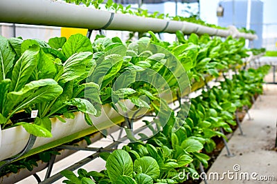Organic vertical farming pipe lines Stock Photo