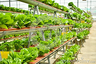 Organic vertical farming Stock Photo