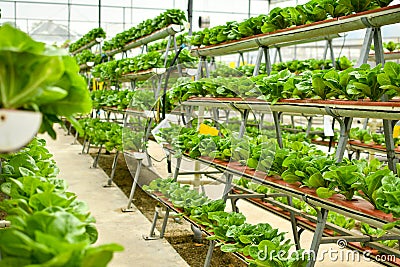 Organic vertical farming Stock Photo