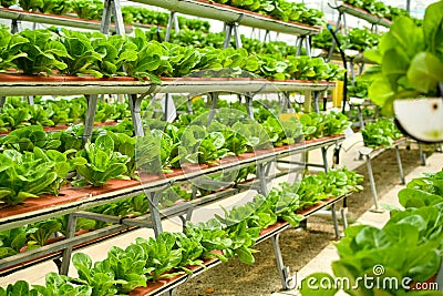 Organic vertical farming Stock Photo