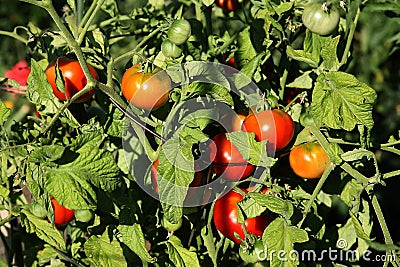 Organic Vine Ripe Tomatoes Stock Photo