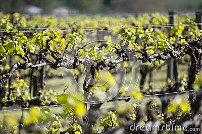 Organic vineyard in McLaren Vale, Australia Stock Photo