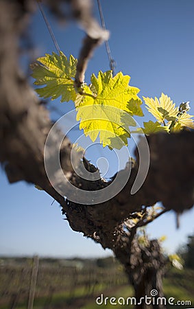 Organic vineyard in McLaren Vale, Australia Stock Photo