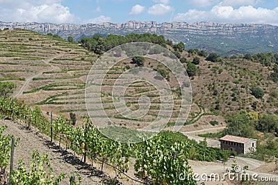 Organic vineyard in Priorat (aka Priorato), Spain Stock Photo