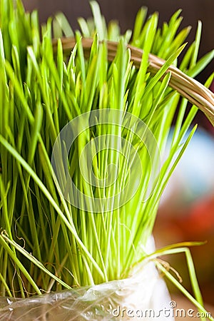 Organic wheat grass Stock Photo