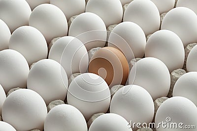 Organic white eggs and one brown in carton crate Stock Photo