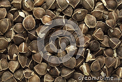 Organic Wingless Moringa (Moringa oleifera) seeds. Stock Photo