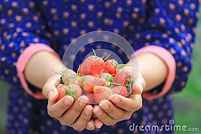 Organic, Woman hands holding fresh strawberries natural green background Stock Photo