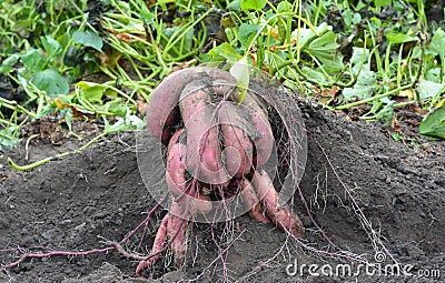 Organic yams, sweet potatoes gardening. Sweet potatoes growing. Stock Photo