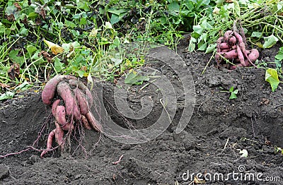 Organic yams, sweet potatoes roots harvesting Stock Photo