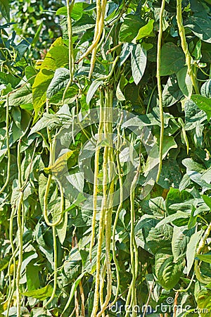 Organic yard long Bean (Vigna unguiculata) Stock Photo