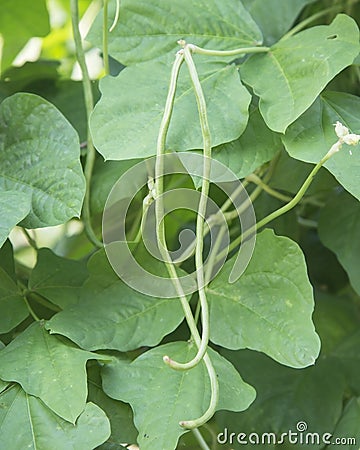 Organic yard long Bean Vigna unguiculata Stock Photo