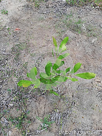 A little cashew tree in the garden. Stock Photo