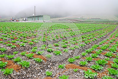 Organically cabbage farm. Stock Photo